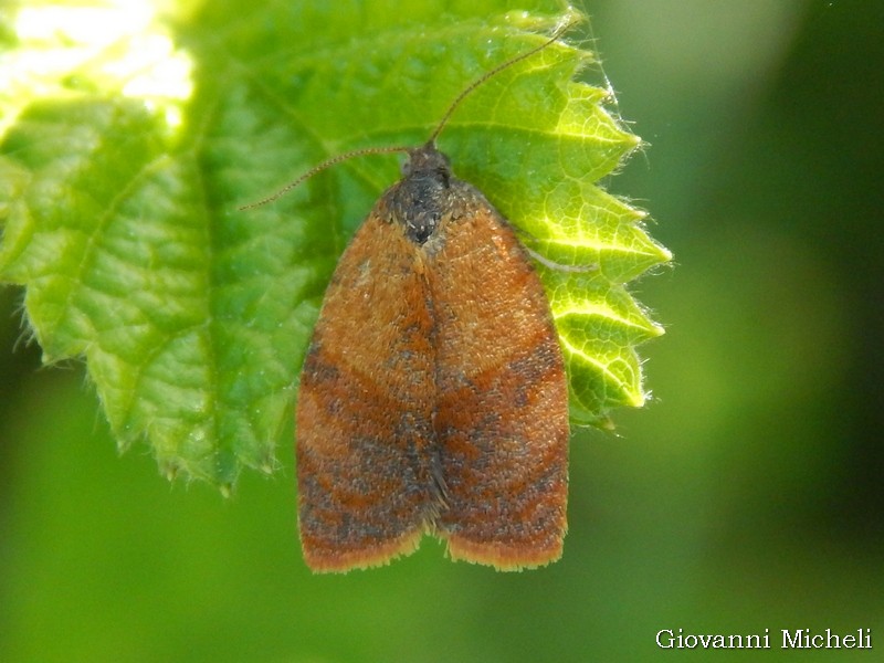 Clepsis consimilana?   No, Cacoecimorpha ponubana, maschio